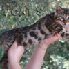 Bengal Mini Leopardo Amicat´s Filhotes Preço Comprar Vender